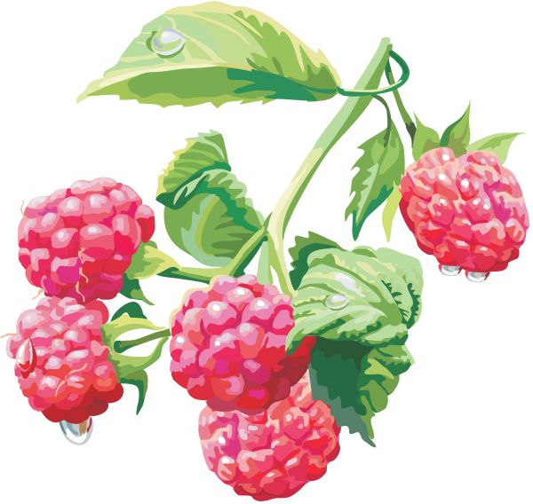 树莓PNG免抠图透明素材 普贤居素材编号:5042