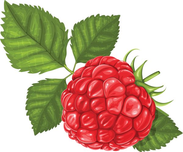 树莓PNG免抠图透明素材 16设计网编号:5043