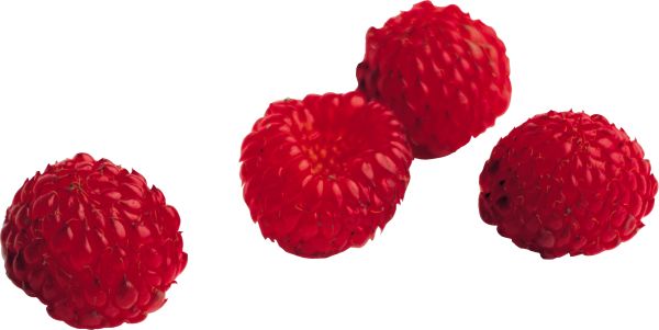 树莓PNG透明背景免抠图元素 素材中国编号:5046