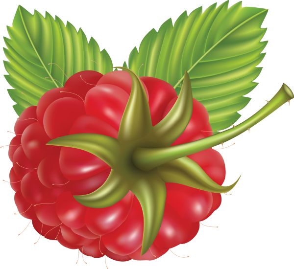 树莓PNG免抠图透明素材 素材中国编号:5048
