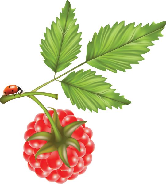 树莓PNG透明背景免抠图元素 素材中国编号:5049