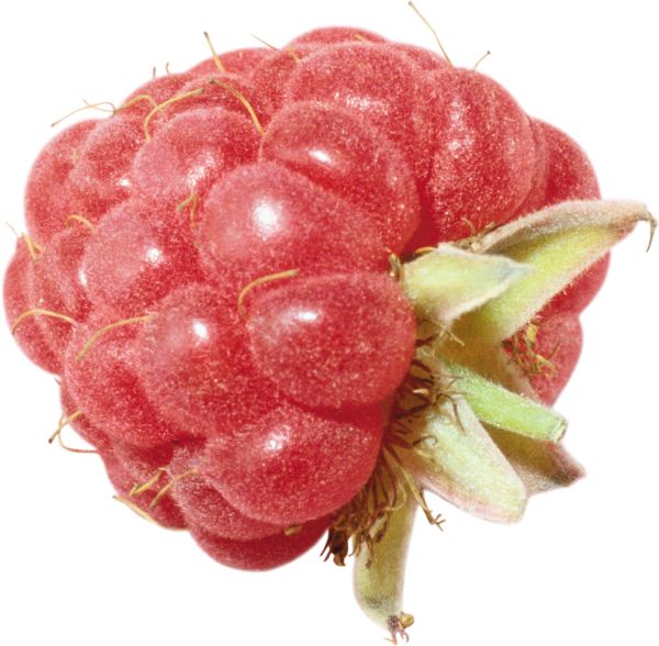 树莓PNG免抠图透明素材 16设计网编号:5055