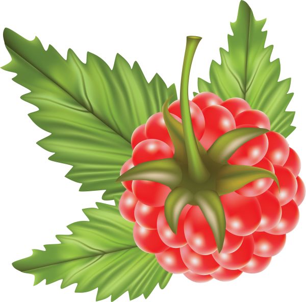 树莓PNG免抠图透明素材 素材中国编号:5056