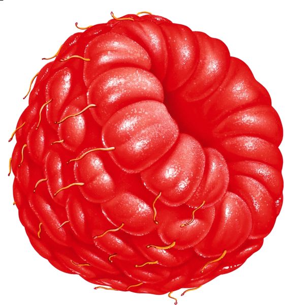 树莓PNG免抠图透明素材 素材天下编号:5057