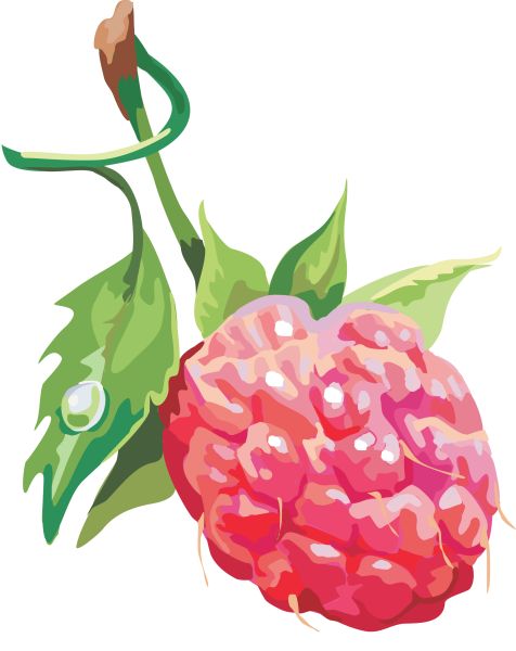 树莓PNG免抠图透明素材 16设计网编号:5060