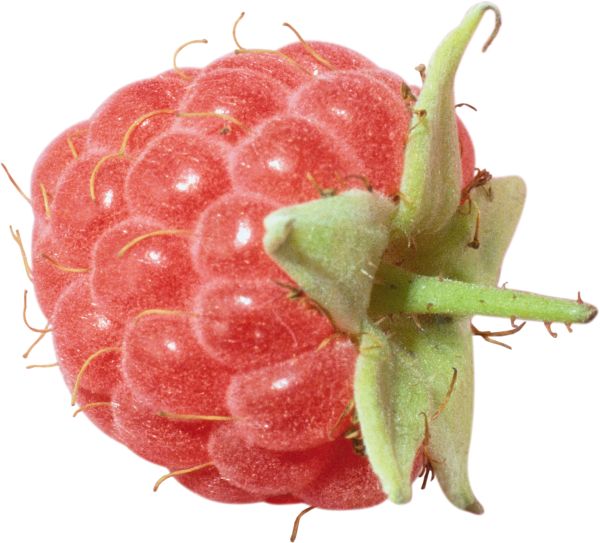 树莓PNG免抠图透明素材 普贤居素材编号:5061
