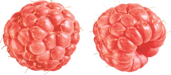树莓PNG透明背景免抠图元素 16图库网编号:5066
