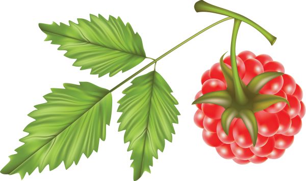 树莓PNG免抠图透明素材 16设计网编号:5068
