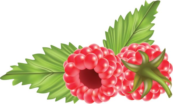 树莓PNG免抠图透明素材 普贤居素材编号:5072