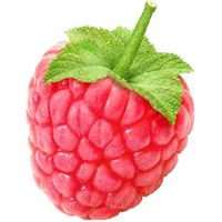 树莓PNG免抠图透明素材 素材天下编号:5074