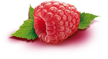 树莓PNG透明背景免抠图元素 素材中