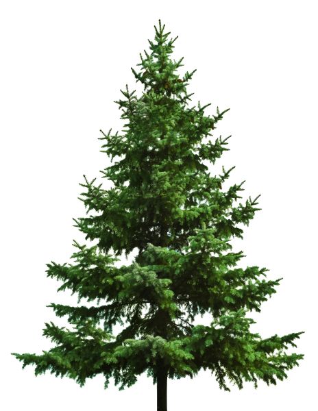 圣诞树PNG透明背景免抠图元素 16图库网编号:38527
