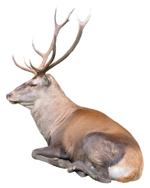 圣诞老人的驯鹿 PNG免抠图透明素材 16设计网编号:94940