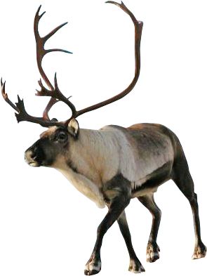 圣诞老人的驯鹿 PNG透明背景免抠图元素 素材中国编号:94941