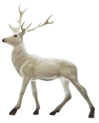 圣诞老人的驯鹿 PNG透明背景免抠图元素 16图库网编号:94953
