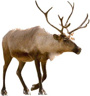 圣诞老人的驯鹿 PNG透明背景免抠图元素 16图库网编号:94970