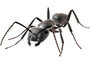 蚂蚁 PNG透明背景免抠图元素 素材中国编号:19335