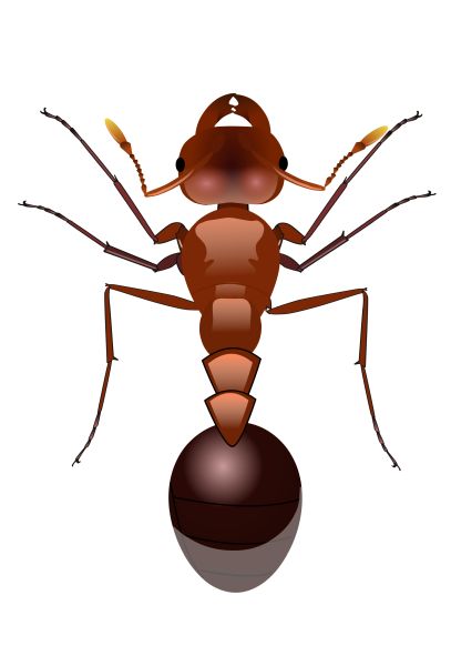 蚂蚁 PNG免抠图透明素材 素材天下编号:19338