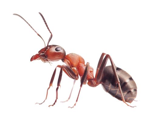 蚂蚁 PNG透明背景免抠图元素 16图库网编号:19340