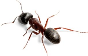 蚂蚁 PNG透明背景免抠图元素 素材中国编号:19342
