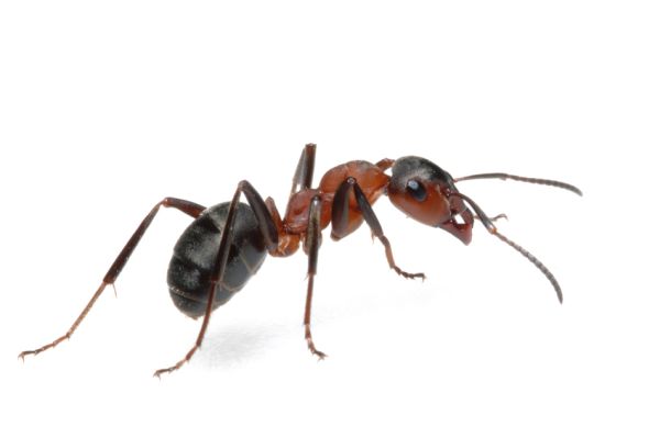 蚂蚁 PNG免抠图透明素材 素材天下编号:19344