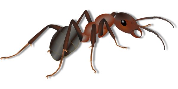 蚂蚁 PNG透明背景免抠图元素 16图库网编号:19346