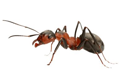 蚂蚁 PNG免抠图透明素材 素材中国编号:19347