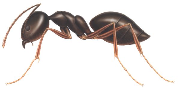 蚂蚁 PNG免抠图透明素材 素材中国编号:19348
