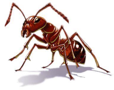 蚂蚁 PNG免抠图透明素材 16设计网编号:19349
