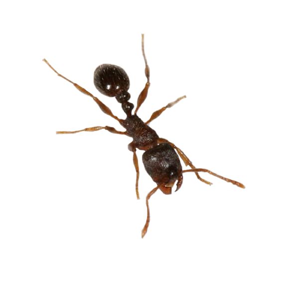 蚂蚁 PNG免抠图透明素材 素材天下编号:19350