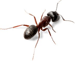 蚂蚁 PNG透明背景免抠图元素 16图库网编号:19351