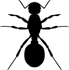 蚂蚁 PNG透明背景免抠图元素 16图库网编号:19353