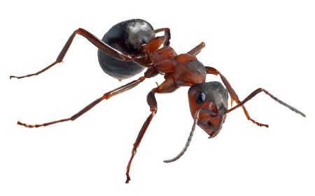 蚂蚁 PNG免抠图透明素材 素材中国编号:19355