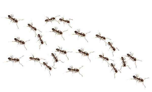 蚂蚁 PNG透明元素免抠图素材 16素材网编号:19357