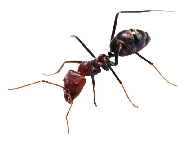 蚂蚁 PNG免抠图透明素材 素材中国
