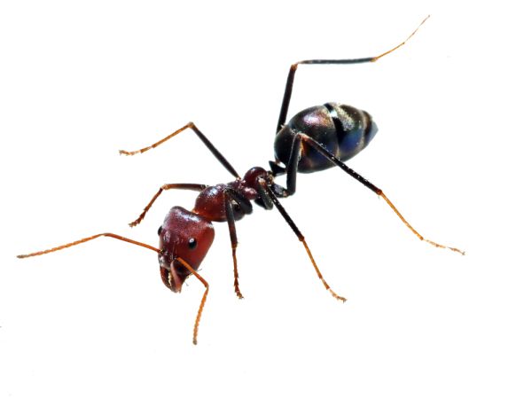 蚂蚁 PNG免抠图透明素材 素材天下编号:19368