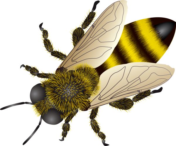 蜜蜂PNG透明背景免抠图元素 素材中国编号:4288