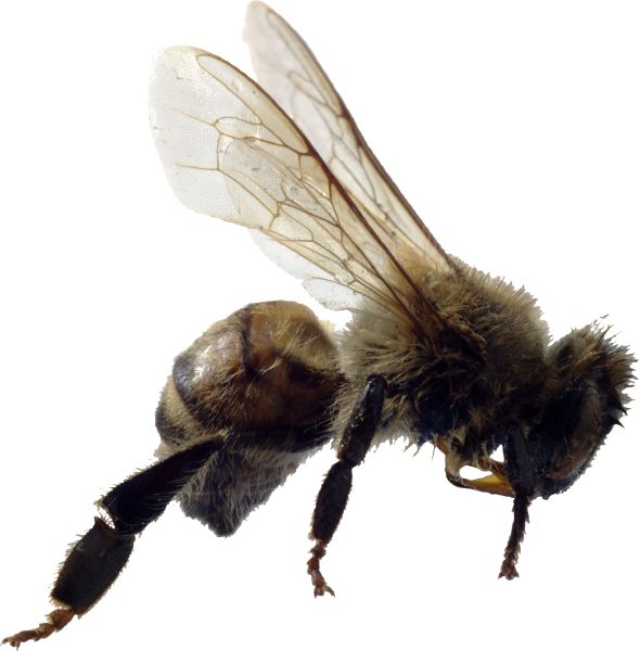 蜜蜂PNG透明背景免抠图元素 16图库网编号:4289