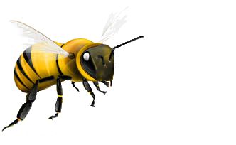 蜜蜂PNG免抠图透明素材 普贤居素材编号:4299