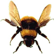 蜜蜂PNG透明背景免抠图元素 素材中国编号:4302