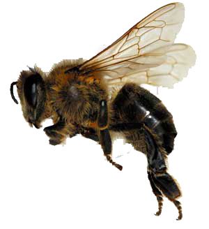 蜜蜂PNG透明背景免抠图元素 素材中国编号:4305