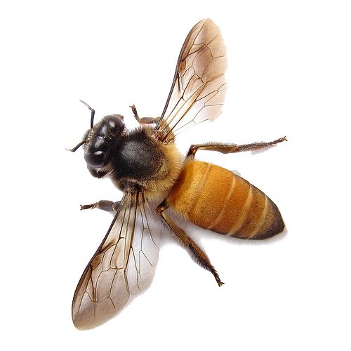 蜜蜂PNG透明元素免抠图素材 16素材网编号:4306