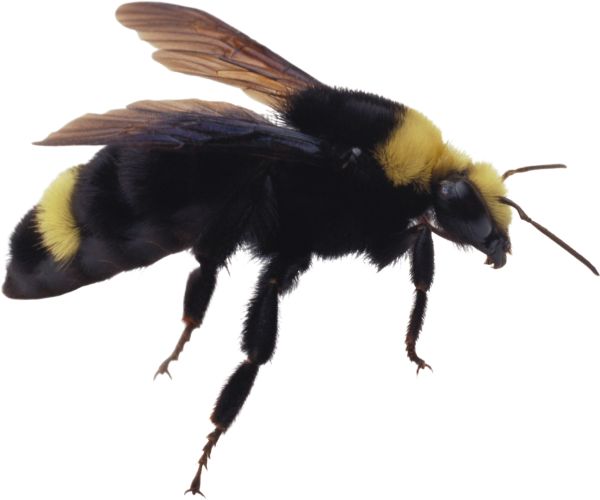 蜜蜂PNG免抠图透明素材 素材天下编号:4290