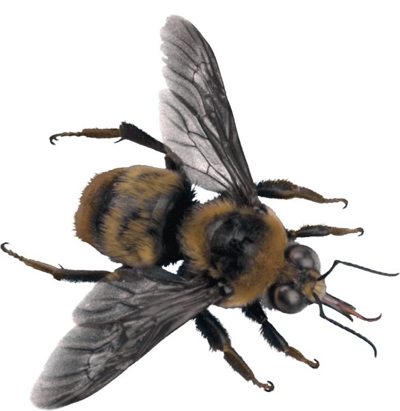 蜜蜂PNG透明背景免抠图元素 16图库网编号:4291