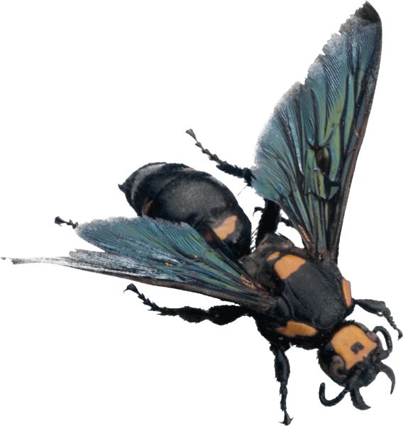 蜜蜂PNG透明背景免抠图元素 素材中国编号:4292