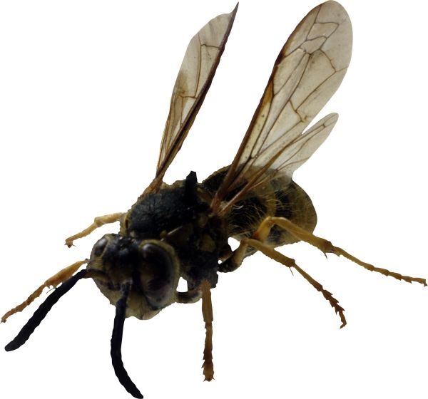 蜜蜂PNG免抠图透明素材 素材中国编号:4293