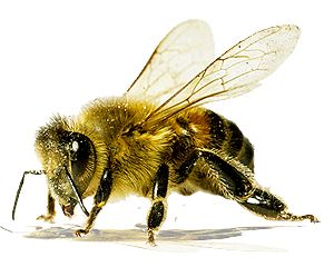 蜜蜂PNG免抠图透明素材 素材天下编号:4295