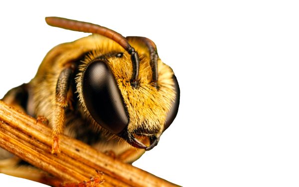 蜜蜂 PNG透明背景免抠图元素 素材中国编号:74651