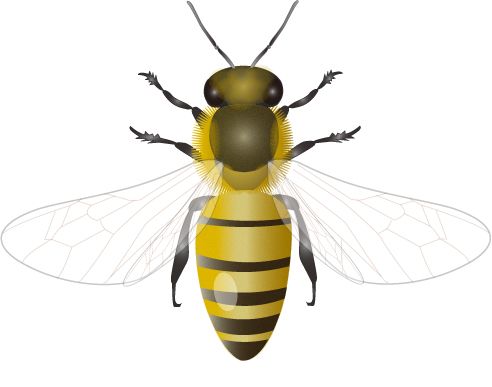 蜜蜂 PNG免抠图透明素材 素材天下编号:74656