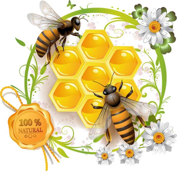 蜜蜂 PNG免抠图透明素材 素材天下编号:74658